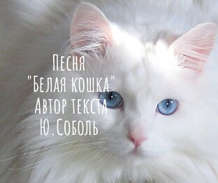 Песня "Белая кошка". Автор текста Юрий Соболь 🇧🇾