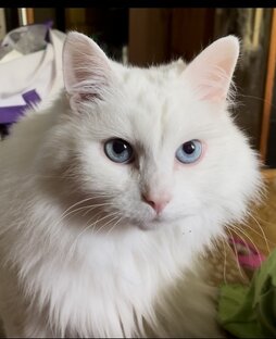 Милые котики
