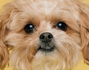 О наших пушистых друзьях!