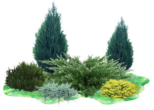 Хвойные миксбордеры