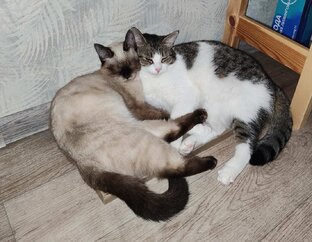 Без кота - жизнь не та!