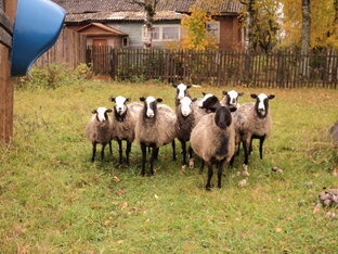 Животноводство