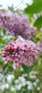 ЧЕБОКСАРЫ В СЕРДЦЕ