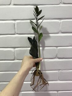 Цветоводство 