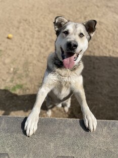 🐾 Они ищут дом