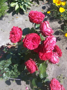 Рай огородника и цветовода