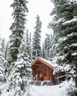 Лесная Аптека