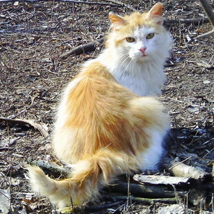 Коты-охотники