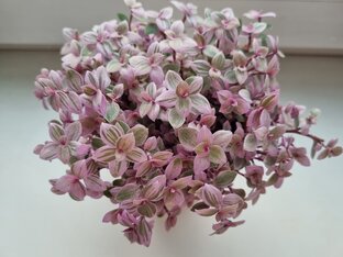 Комнатные растения.  Уход и размножение