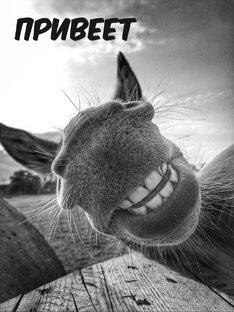 Юмор в сети .