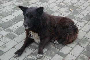 Питомцы и бездомные животные