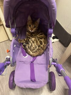Бенгальская кошка 