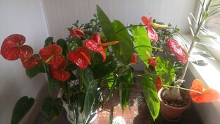 Комнатные цветы