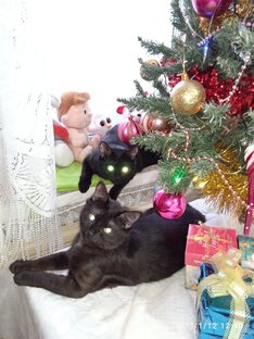 Новогоднее настроение ☃️