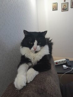 Мои стихи про моего Кота.