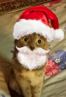 Кошка Дымка 🐱🐱🐱