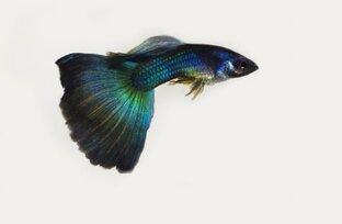 Московские гуппи