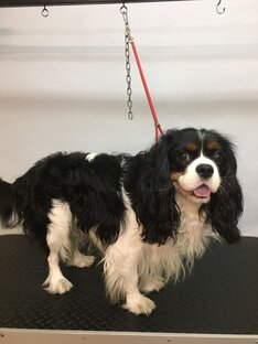 У нас живёт забавный пёс 