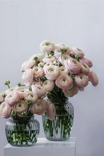 Цветы в доме