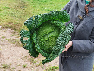 Сад и огород