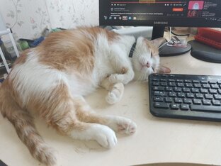 Кот Рыжик, он же Лев Валерьяныч