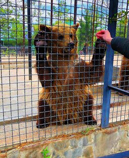 Горе нарушители зоопарков