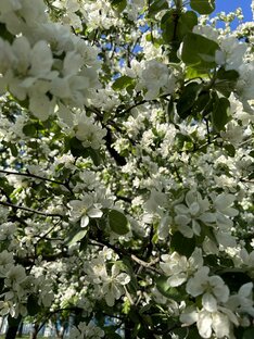Природа Санкт-Петербурга 🍃