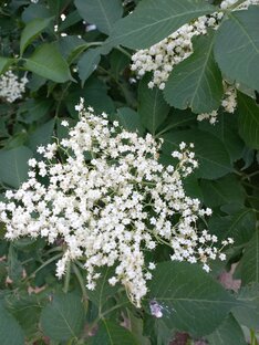 Видеовпечатления