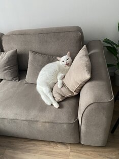 Котики