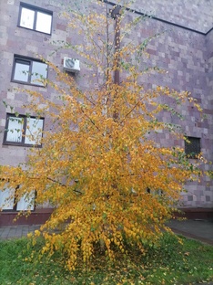 Золотая осень 