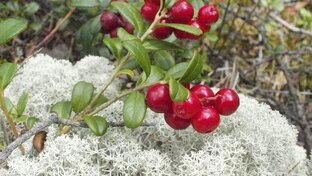 Рыбацкие  байки