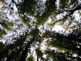 мыслями там