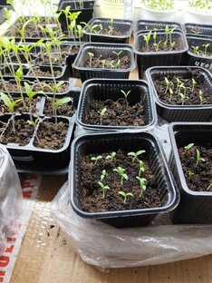 Рассада в квартире до высадки на ПМЖ