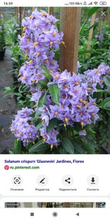 Про картошку