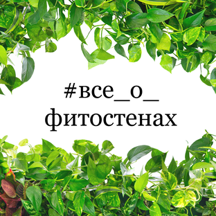 Все о фитостенах