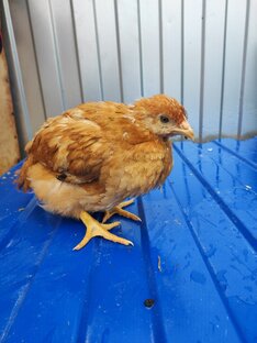 Красный бролер