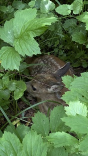 Дикая природа