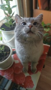Смешные животные. 