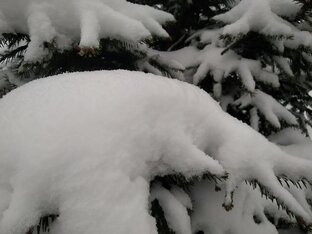 Йоль и саламандра