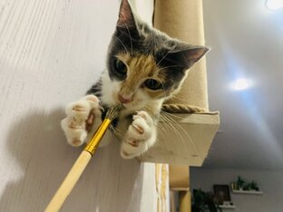 Полезное для кошатников