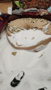 Снег