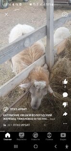 Катумские овцы 🐑 