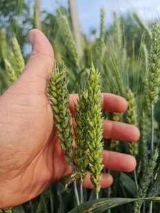 Зерновые культуры