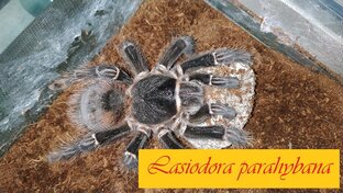 Отбор кокона у пауков птицеедов