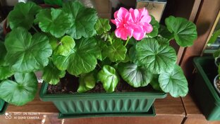 Пеларгонии. 