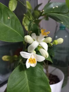 Цитрусовые