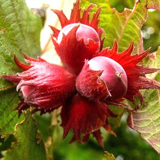 Секреты садовода - ФУНДУК (Лесной Орех)