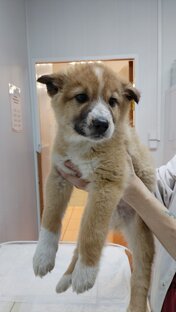 Собачки в поиске родителей