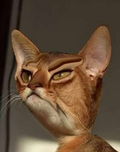 Нейросеть и Коты