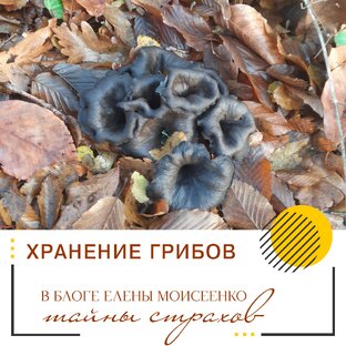 ХРАНЕНИЕ ГРИБОВ